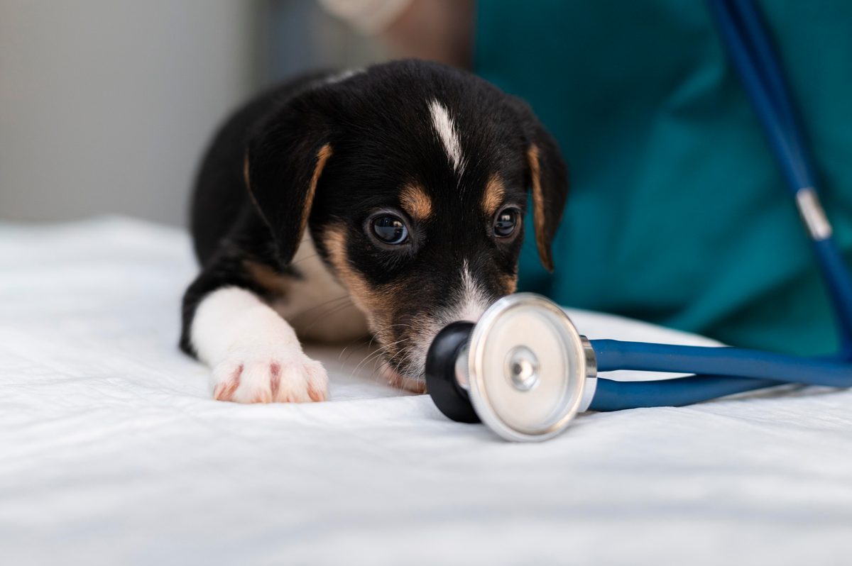 Puppy resting beside a stethoscope during a cardiac check