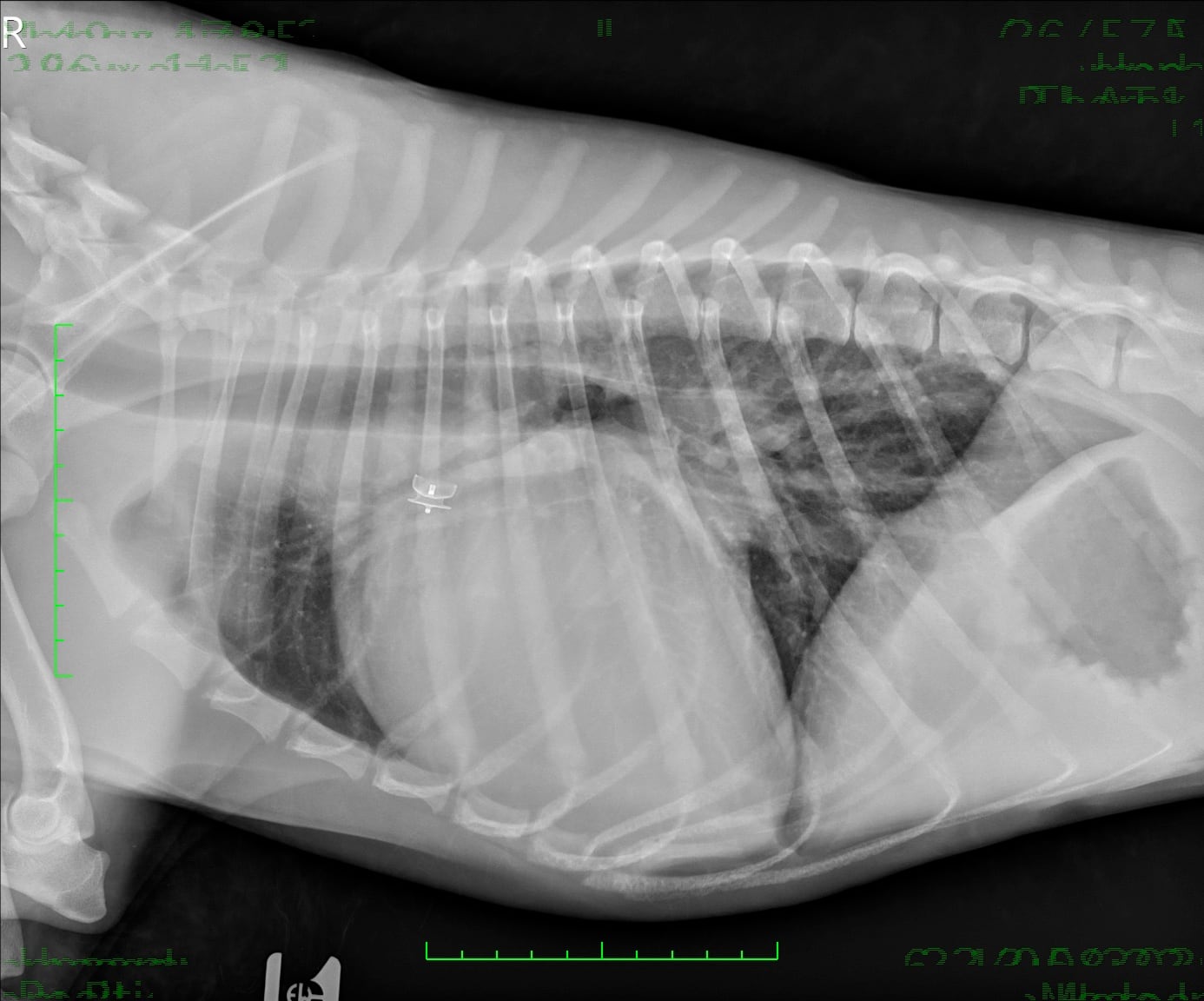 Cardiologist reviewing a complete cardiology case
