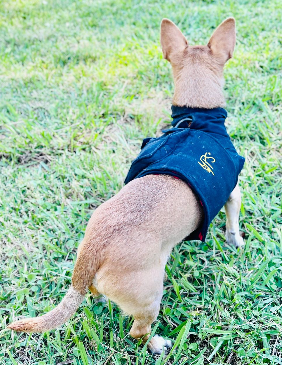 Dog wearing a Holter monitor vest