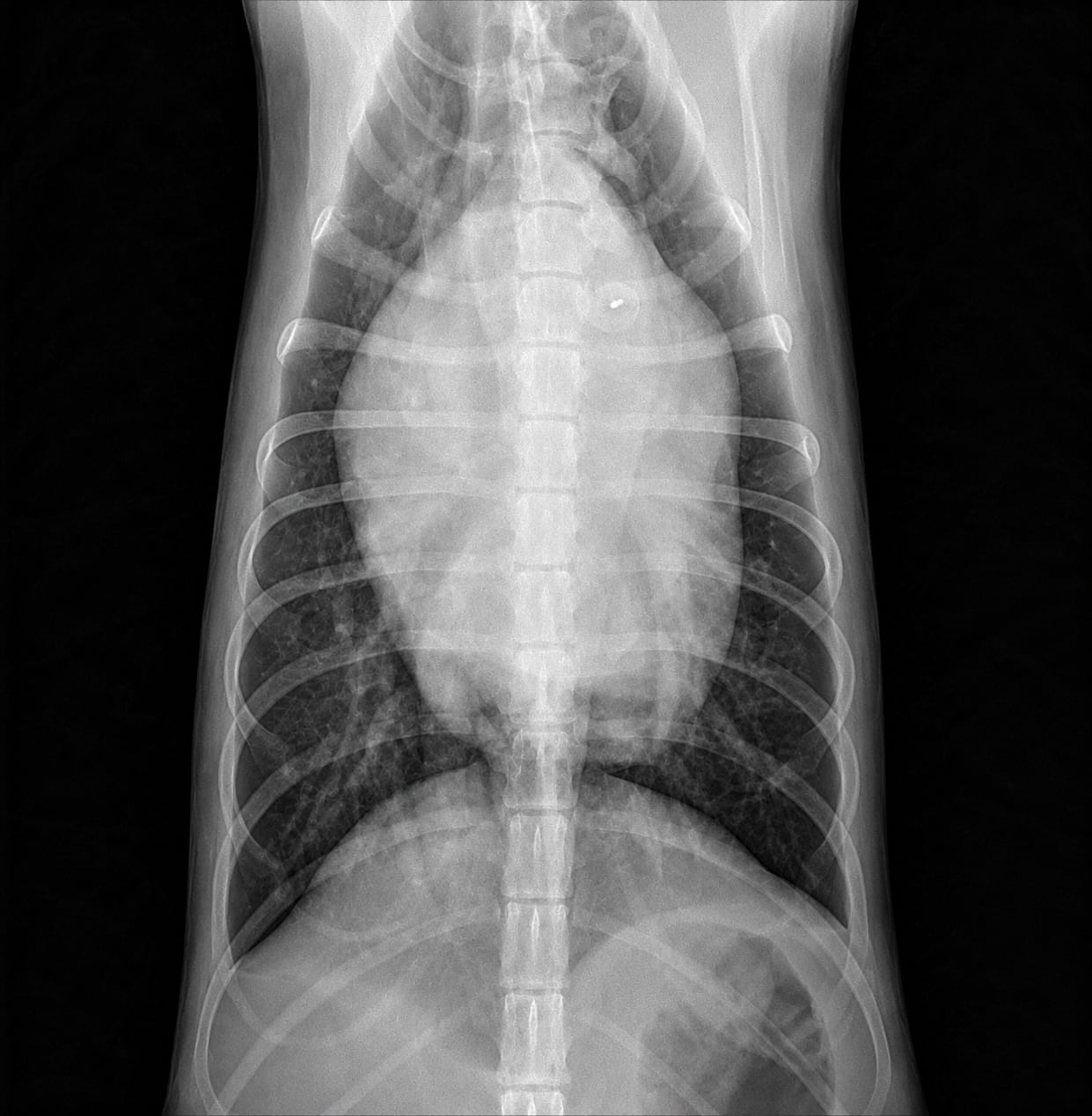 Lateral thoracic radiograph of a dog