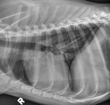Lateral thoracic radiograph of a dog